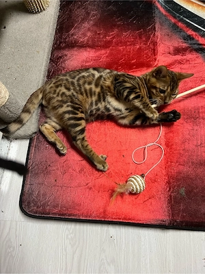 Bengal Kitten geimpft ,entwurmt mit Starter Paket 