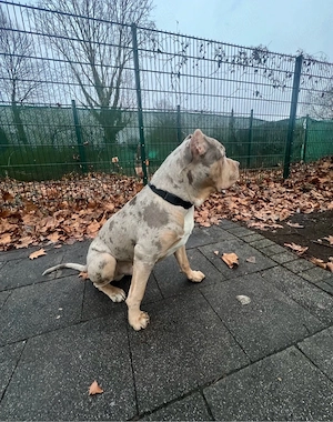 XXL American Bully (Merle) Deckrüde, 2 Jahre