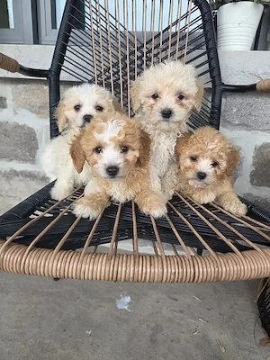 Wunderschöne Mini-Maltipoo-Welpen
