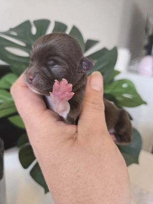 chihuahua welpen 
