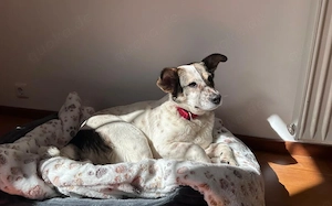 Freundliche und soziale Finnie sucht Anschluss