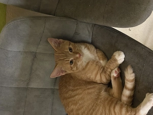 Drei kleine Kater  Bild 3