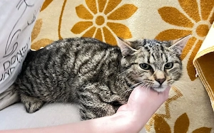 Saloman sucht seinen sicheren Hafen