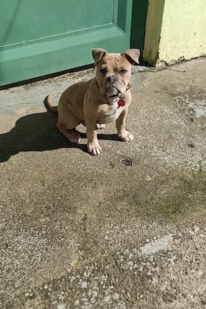 Old Englisch Bulldog Rüde Welpe 