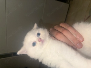 Britisch kurzhaare jungkatze Bild 2
