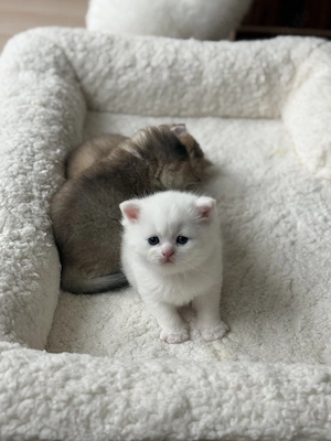 Britisch kurzhaare jungkatze Bild 4