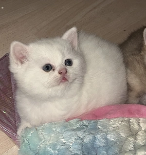 Britisch kurzhaare jungkatze Bild 5