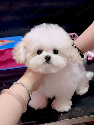 Zwergpudel-Welpen suchen ein liebevolles Zuhause!