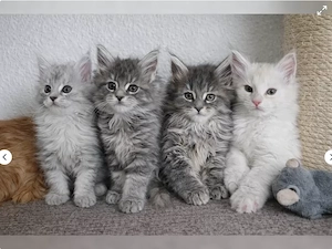 Verkaufe reinrassige maine coon kitten