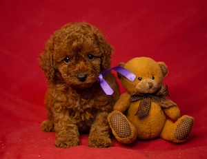 Kleine Herzensbrecher auf vier Pfoten   Zwergpudelwelpen abzugeben