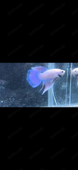Kampffische crowntail und hybrid 