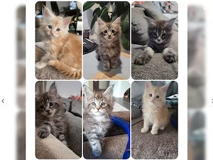 Verkaufe reinrassige maine coon kitten