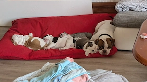 3 süße old englishe Bulldogen suchen noch ein zuhause 