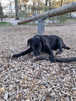 Labrador Welpe schwarz Rüde