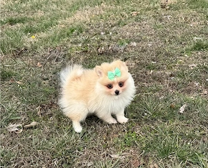 Pomeranian-Welpen zu verkaufen