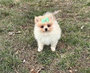 Pomeranian-Welpen zu verkaufen