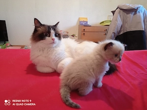 Ragdoll mit Stammbaum 