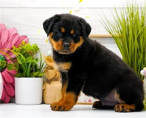 Wunderschöne, kräftige Rottweilerwelpen