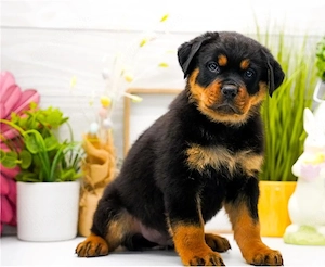 Wunderschöne, kräftige Rottweilerwelpen