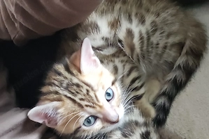 Bengal sucht zuhause 