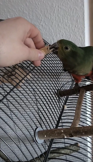 Australischer Großsittich Henne