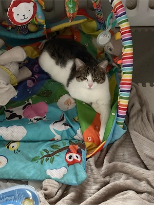 liebevolle geschwister katzen