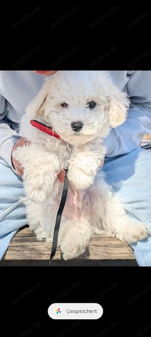 Bichon Frise Welpe, Rüde 