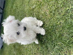 Malteser Welpen 