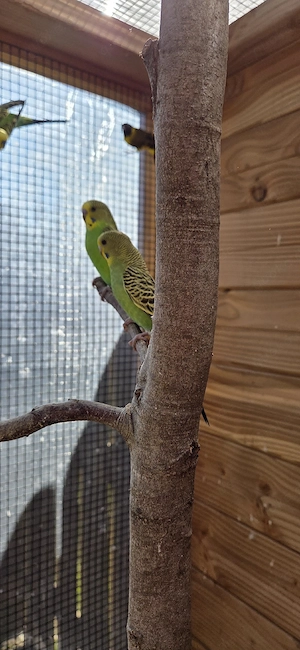 Junge Wellensittiche 