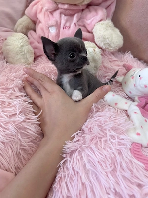 Mini Chihuahua Rüde 