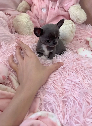 Mini Chihuahua Rüde 