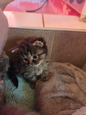 Zauberhafte Kitten Sphynx- Radgoll