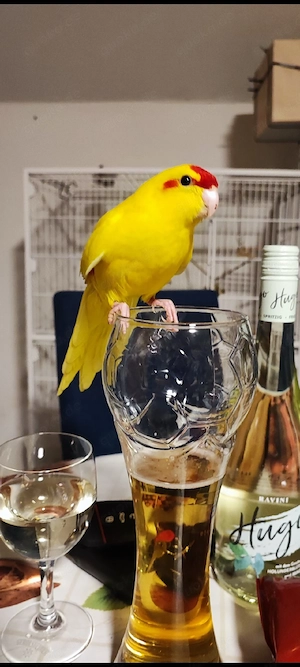 Ziegensittiche  Bild 2