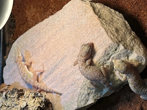Stenodactylus sthenodactylus