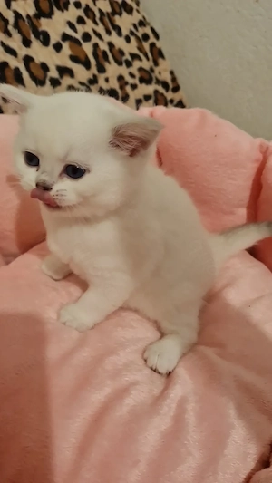 Süße bkh silver shaded point Kätzchen