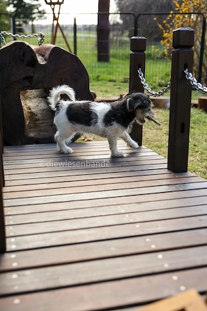 Jack Russell Terrier Welpen Bild 6