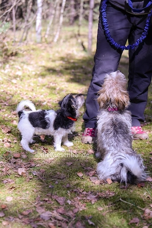 Jack Russell Terrier Welpen Bild 5