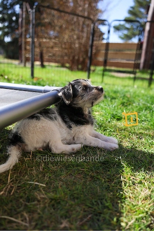 Jack Russell Terrier Welpen Bild 3