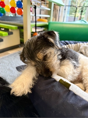 Jack Russell Terrier Welpen Bild 4