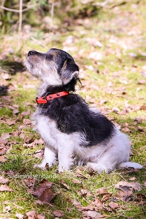 Jack Russell Terrier Welpen