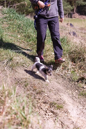 Jack Russell Terrier Welpen Bild 2