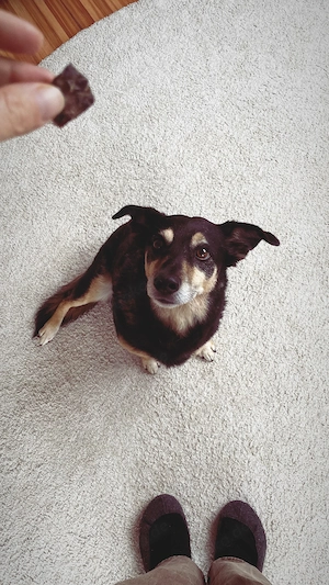 Mischling sucht Zuhause 