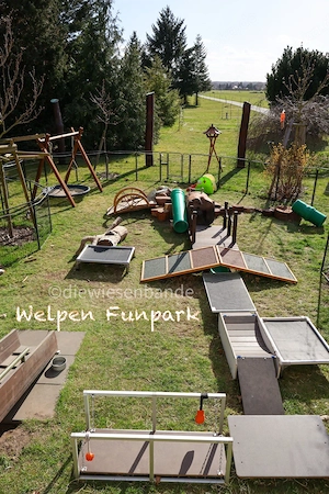 Jack Russell Terrier Welpen Bild 7