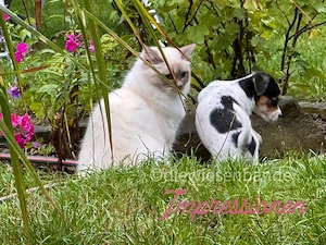 Jack Russell Terrier Welpen Bild 10