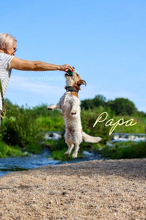 Jack Russell Terrier Welpen Bild 8