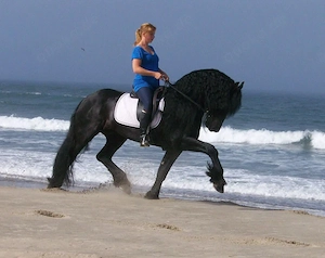 =..Friesenpferd (ROLLY)***!