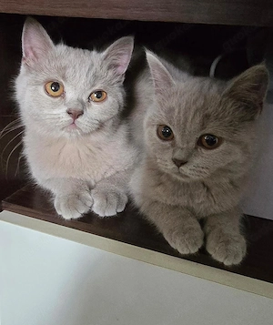 BKH Katzen 1 jahr alt 