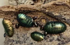 Pseudoglomeris magnifica Smaragdschaben Schmuckschaben