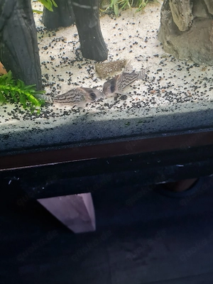 2 Superschwarz Metallpanzerwelse 