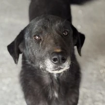 Sina M ca. 50 cm   hat Glück verdient